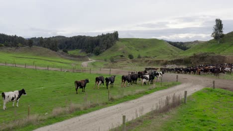 cows waiting in paddock for motorbike to pass by on dirt road, farmland