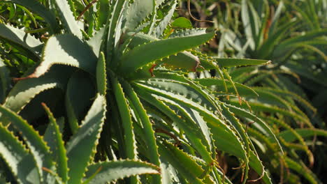 aloe vera cactus plant. tilt up. close up