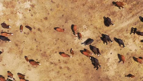 Bonita-Antena-Hacia-Abajo-Sobre-El-Ganado-Y-Las-Vacas-Que-Pastan-En-El-Desierto-Del-Carrizo,-Región-Ganadera-De-California