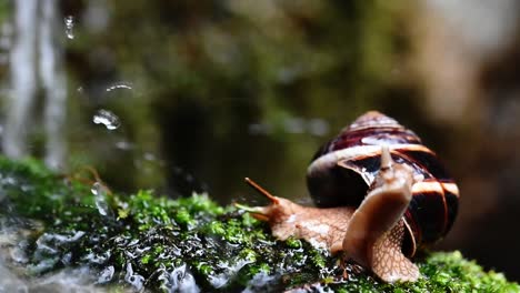 helix lucorum: caracol golpeado por gotas de agua al costado del arroyo