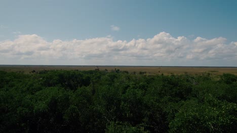 Drone-flys-over-field-of-trees