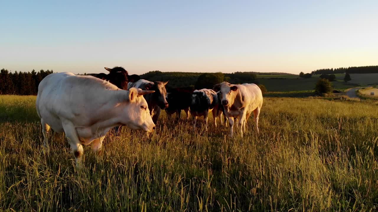 Primo piano di mucche che pascolano in un prato al tramonto nelle Ardenne, filmato da un drone