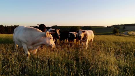 close-up of cows grazing in a meadow at sunset in the ardennes, filmed by a drone