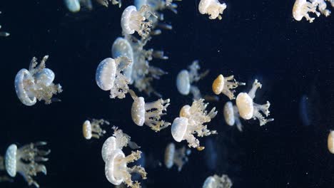 Medusas-En-El-Acuario-En-Verde-Oscuro