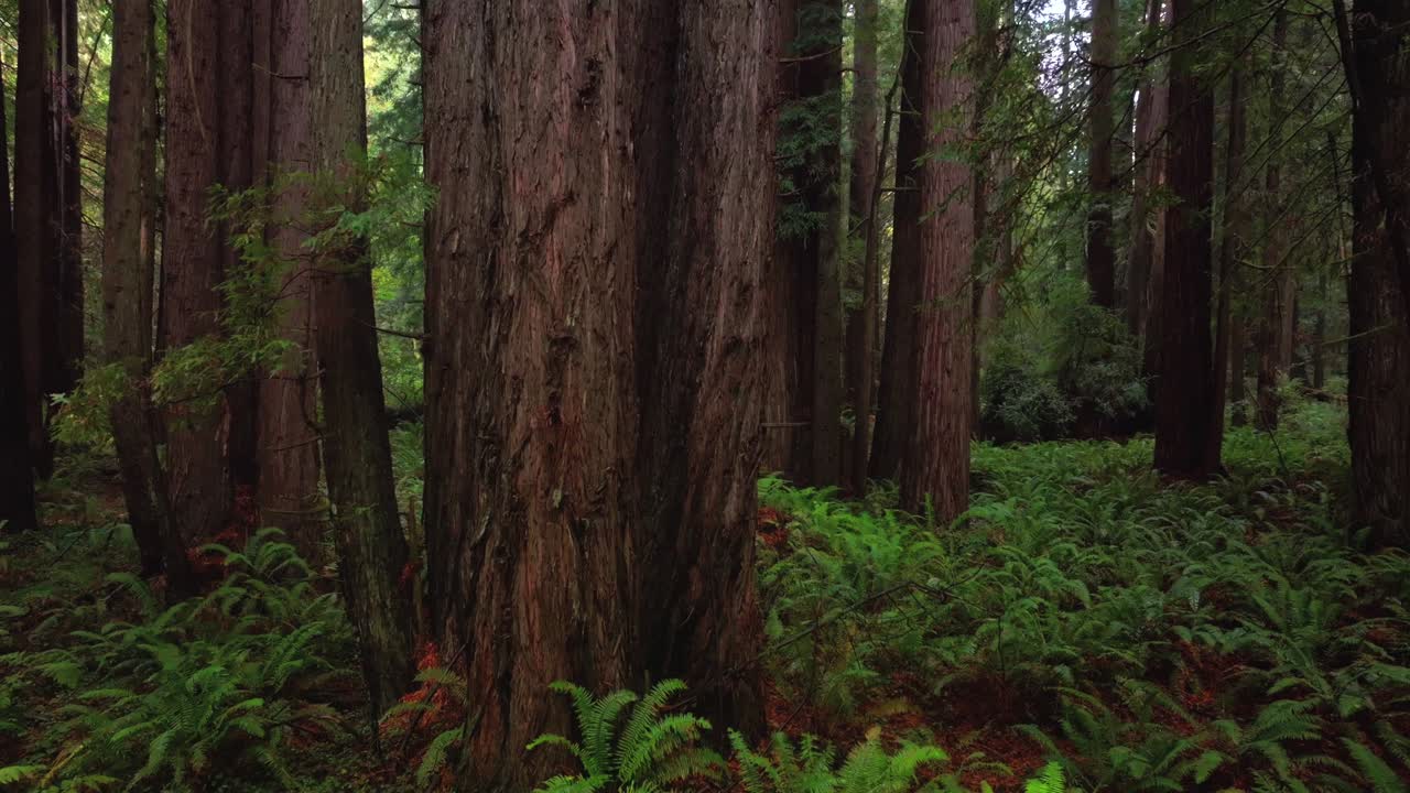 Redwoods forest mist fog rain aerial drone California Redwood National and State Parks USAL Beach giant sequoia tallest tree dense green foliage Lost Coast Trail nature landscape upwards motion