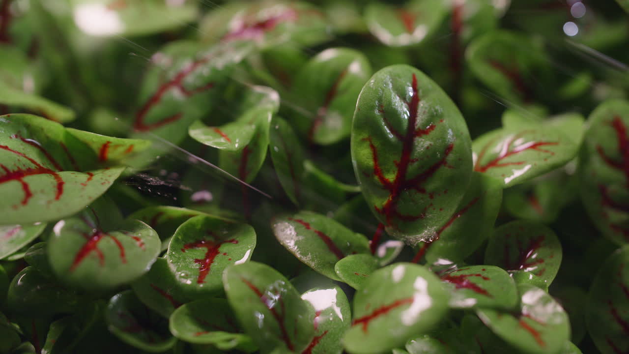 Close-up of fresh sorrel leaves with water droplets