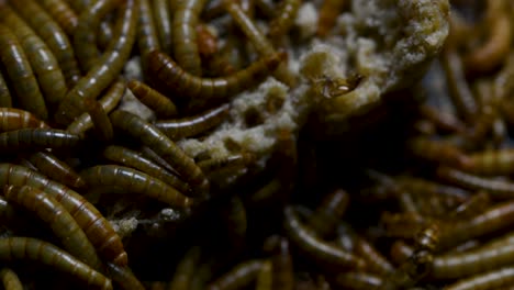 the mealworm is a species of darkling beetle used to feed pets like fish, snakes, birds, and frogs