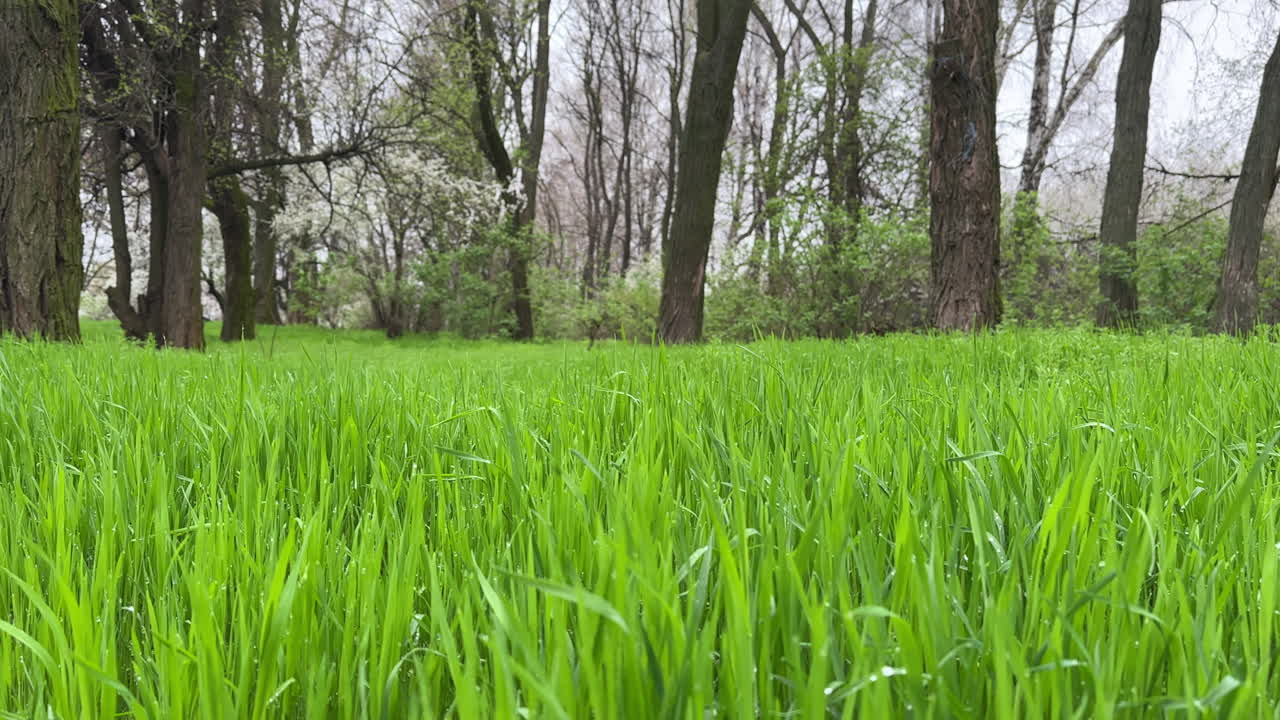 High fresh green grass in the meadow in spring. Still bare trees at backdrop in the forest.