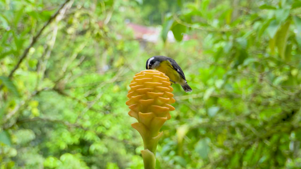 pájaro amarillo comiendo de una flor