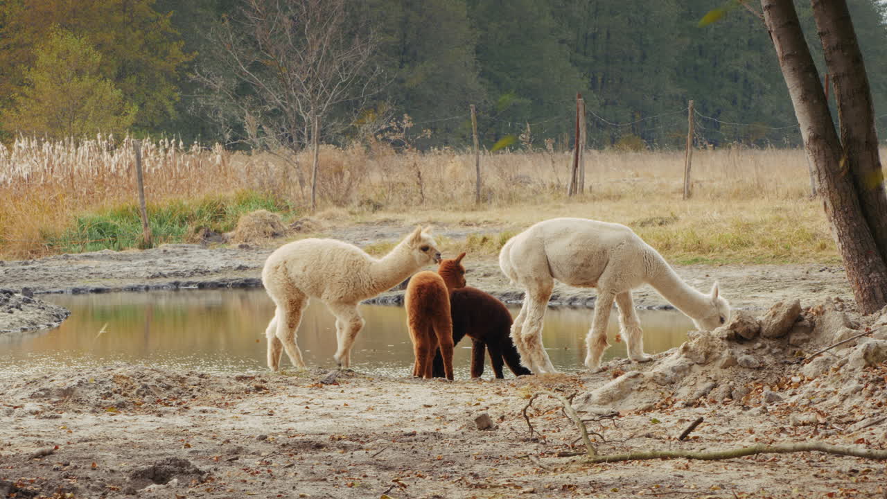 alpacas junto a un estanque