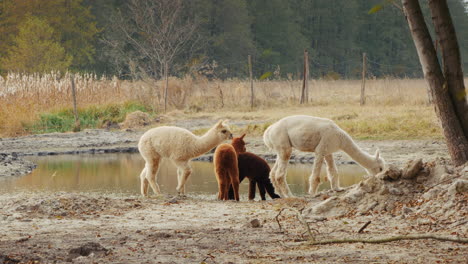 alpacas by a pond