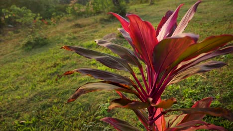 rotating around red plant during shiny sunrise with green grass in background