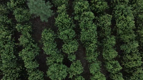 aerial view above of yerba mate sustainable agribusiness farmland