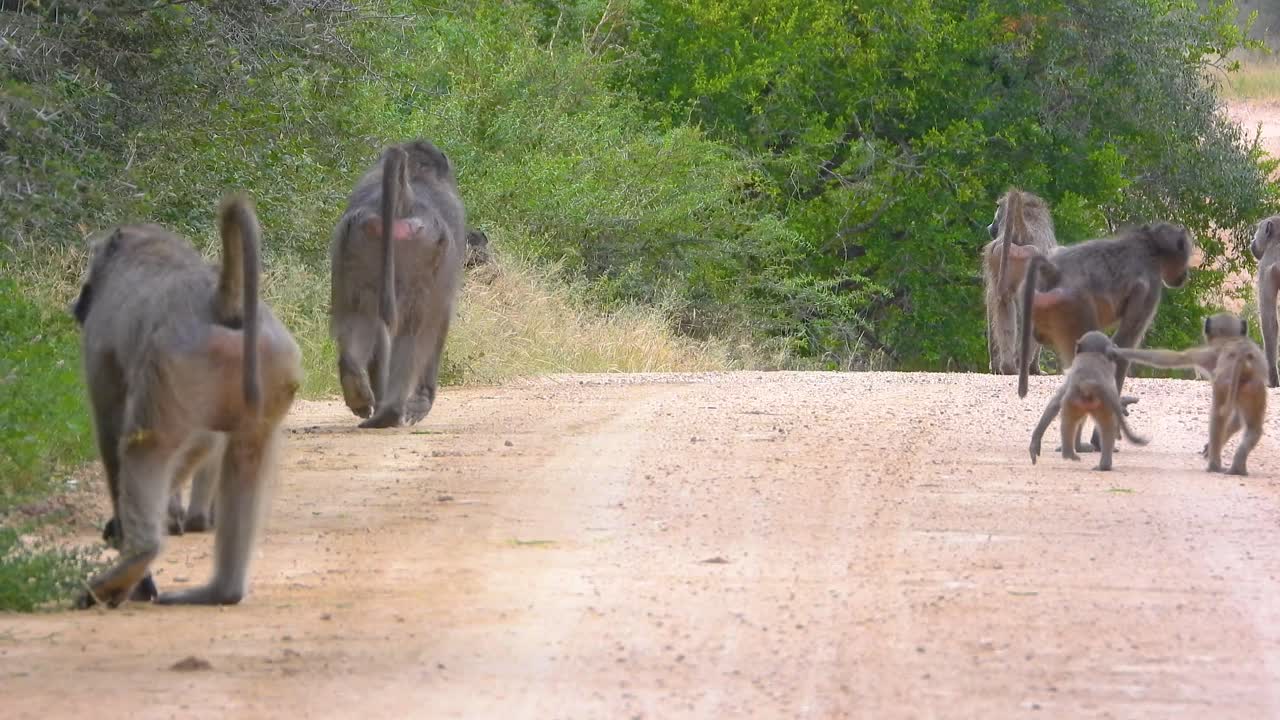 남아프리카 공화국 의 크루거 국립 공원 의 길 을 고 있는 바비온 들 의 무리.