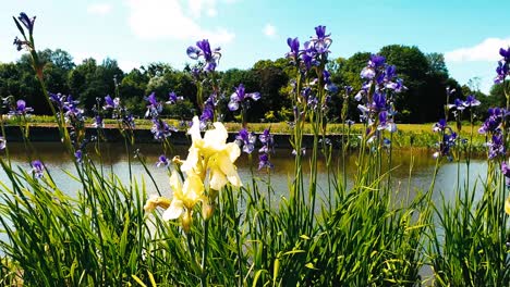 purple iris flower in windy condition near water pond