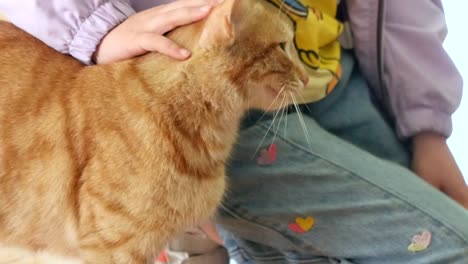 child petting a ginger cat