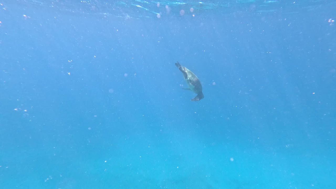 tortuga marina verde hawaiana buceando bajo el agua en las aguas cristalinas de waikiki