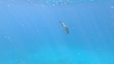 hawaiian green sea turtle diving underwater in the crystal blue waters of waikiki