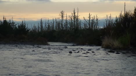 calm river and dead trees in background at evening, pan left