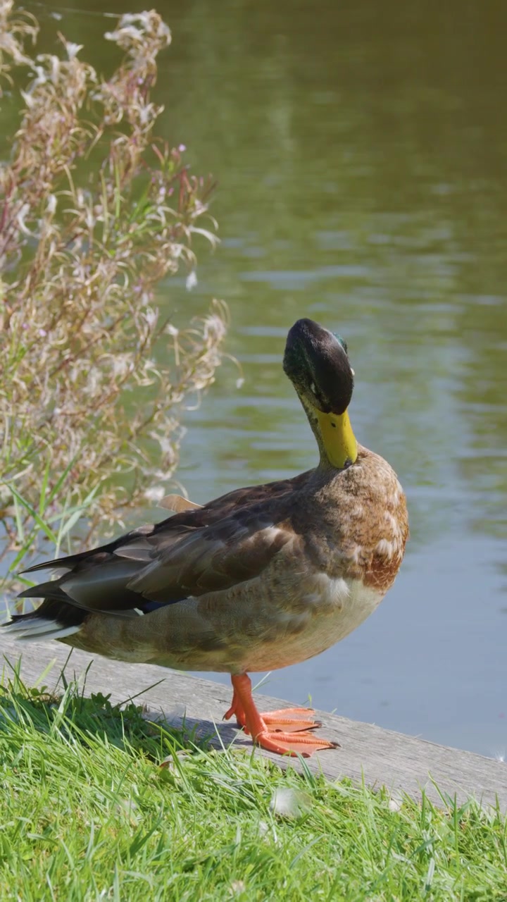 Pato-real macho está na grama, limpando as penas em plena luz do dia, ao lado de água tranquila