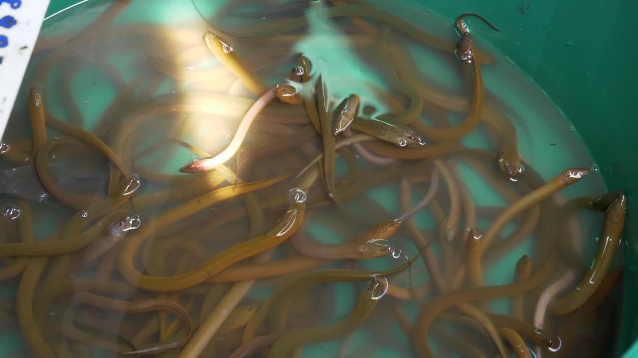 태국 의 거리 해산물 생선 시장 에 있는 물  ⁇ 크 버 ⁇  에서 호흡 하는 아시아 황색 습지 개구리