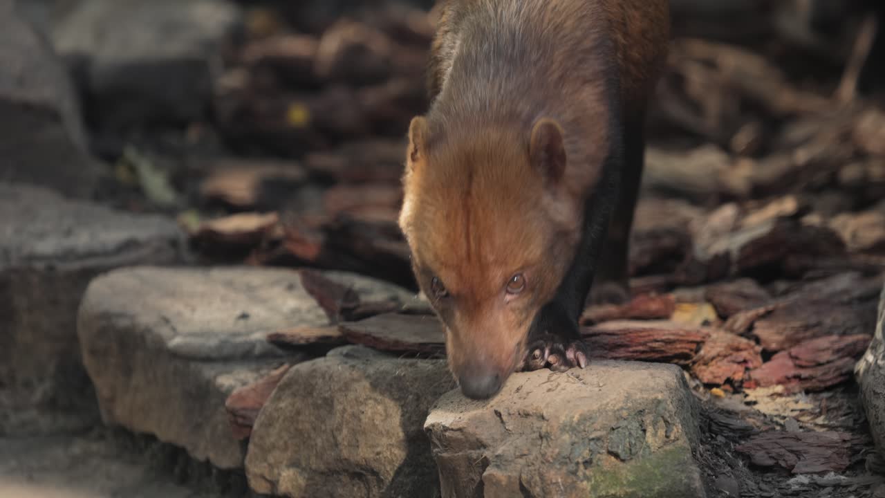 лисицеподобное животное в естественной среде обитания