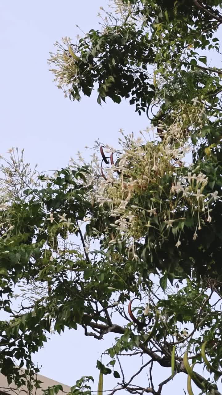 árbol con flores blancas que florecen con el tiempo