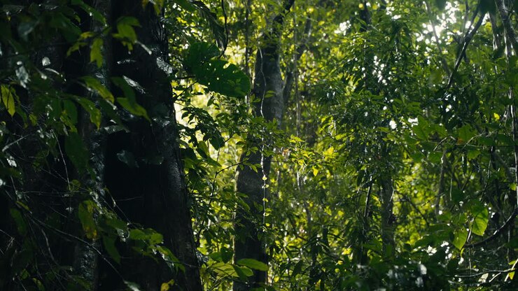 scena di foresta lussureggiante