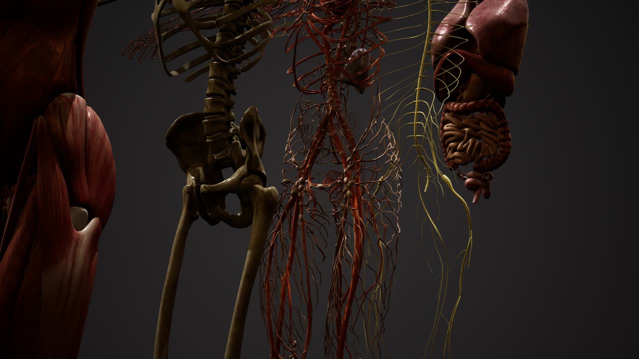 ilustración animada de la anatomía humana en 3d
