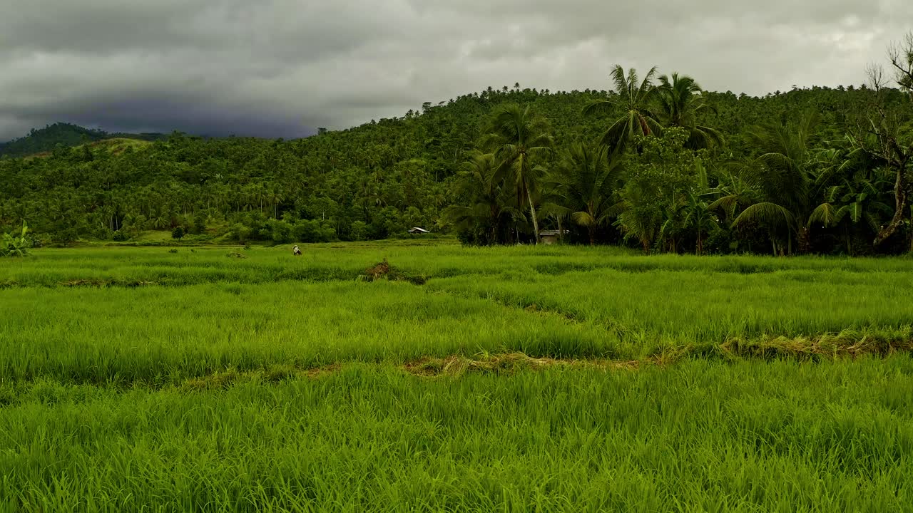 Low push in cinematic shot over rice paddy fields in Surigao Del Norte, Mindanao, Philippines