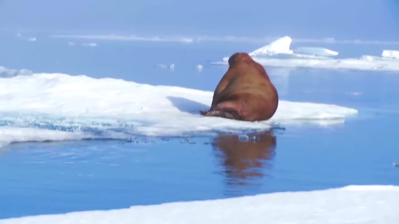 거대한 바다코끼리가 빙산 위에 앉아 있다