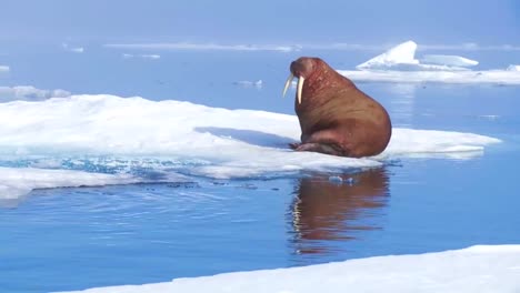 Una-Morsa-Gigante-Se-Sienta-En-Un-Iceberg