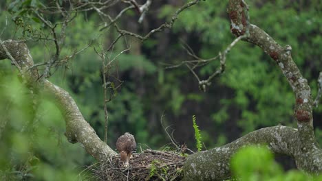 Águila-Halcón-De-Java,-Endémica-De-Indonesia,-Que-Sólo-Se-Encuentra-En-La-Isla-De-Java-Y-Es-Una-De-Las-Aves-Rapaces-Más-Amenazadas