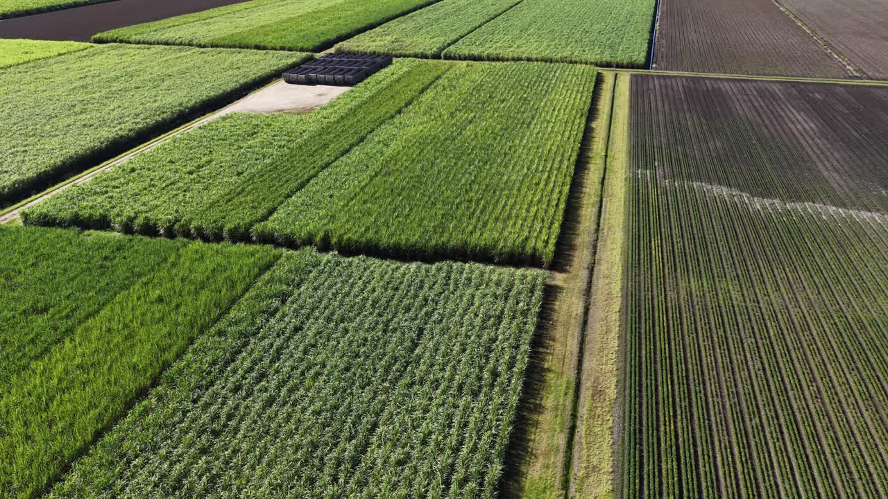 Stunning aerial drone footage capturing expansive sugarcane (Saccharum officinarum) fields in Murwillumbah, New South Wales. This vibrant landscape showcases lush greenery, geometric patterns of cultivation, and the natural environment during summer. Perfect for marketing, advertising, and social me