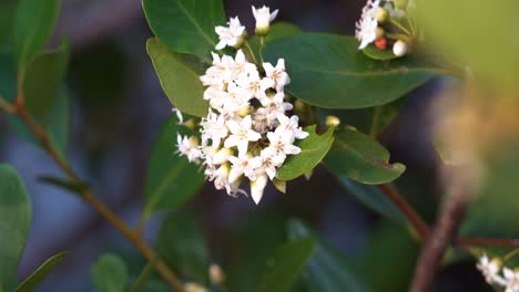 close up shot capturing the beauty of flora and fauna during the spring season, a buzzing pollinator honey bee, apis mellifera busy pollinating the flowers of river mangrove, aegiceras corniculatum