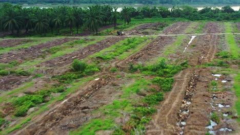 Commercial-farming-sabrang-estate-sime-darby-carryout-canopy-management-by-clearing-out-old-aged-oil-palm-tress-to-maximise-yield-and-increase-productivity,-sungai-dinding-river,-Perak,-Malaysia