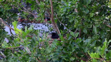 An-Australian-Magpie-sits-on-eggs-in-a-nest-up-in-a-tree,-in-Sydney-Australia