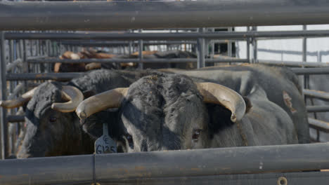 A-rank-bull-with-wide-eyes-walks-towards-the-camera-in-a-metal-chute-in-Dallas,-Texas