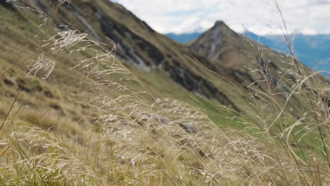 Hierba-De-Montaña-Amarilla-Larga-Que-Sopla-En-El-Viento-De-Nueva-Zelanda