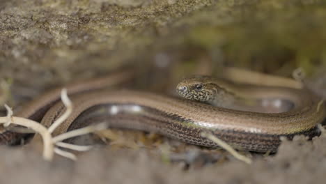 small snake in a natural habitat