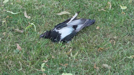 dead bird in grass flies walking on it