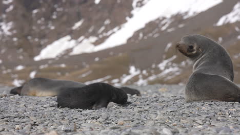 Antarctic-Fur-Seals-on-Beach,-Mother-Watching-on-Pup