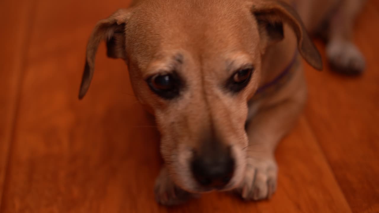 Cucciolo di cane che guarda il proprietario.