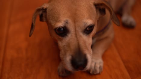 puppy dog looking at owner