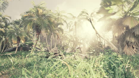 Tropical-forest-with-plants-and-trees-in-sunlight