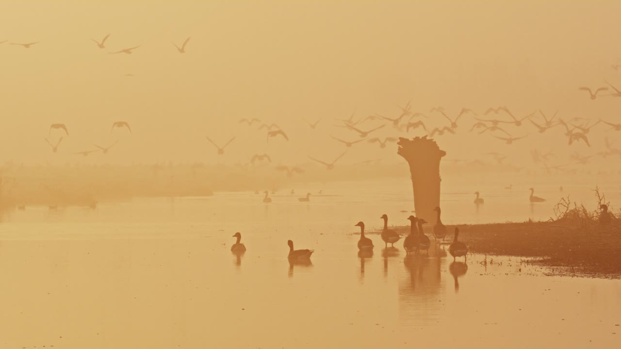 잔잔한 안개가 자욱한 강에서 물새 무리가 이륙합니다.