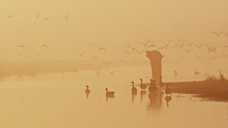 Flock-of-waterfowl-takes-off-from-calm-misty-river