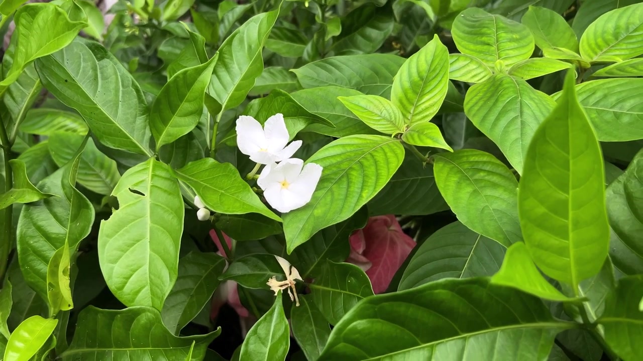 Fiori a girandola bianchi che sbocciano tra un lussureggiante fogliame verde