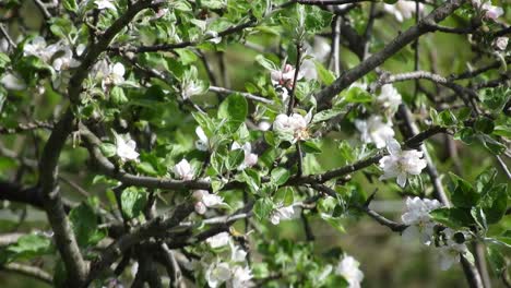 Frühlingsblumen-Im-Wind