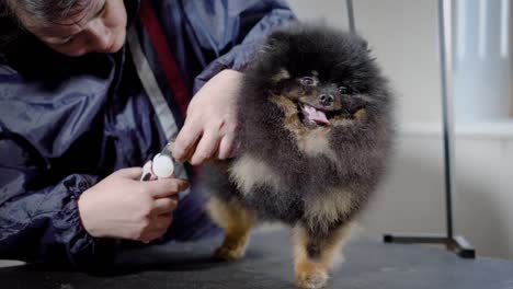 mujer de aseo cortando uñas a un pequeño y lindo spitz en el interior